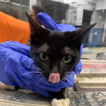 Rhythm -  Domestic Short Hair Cat for Adoption in Westminster, California - Rhythm | PetCurious