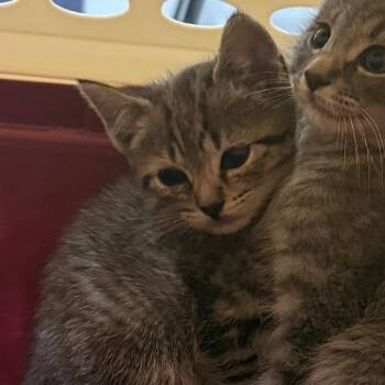 Cashew -  Domestic Short Hair Cat for Adoption in Charlottesville, Virginia - Cashew | PetCurious