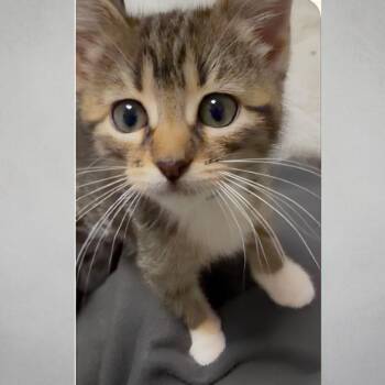 Cymbal -  Domestic Short Hair Cat for Adoption in Wichita, Kansas - Cymbal | PetCurious