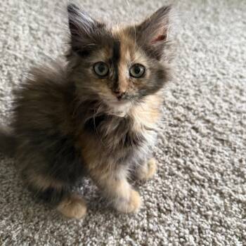 Poppy -  Domestic Long Hair Cat for Adoption in Potomac, Maryland - Poppy | PetCurious