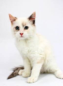 Teller -  Domestic Long Hair and Domestic Short Hair Cat for Adoption in Morton Grove, Illinois - Teller | PetCurious