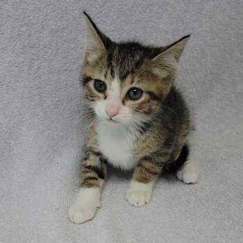 Yoshi Valley -  Domestic Short Hair Cat Available for Adoption in Valdosta, Georgia - Yoshi Valley | PetCurious