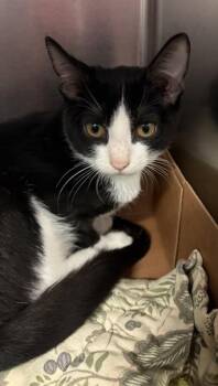 Wombat -  Domestic Short Hair Cat for Adoption in West Chester, Pennsylvania - Wombat | PetCurious