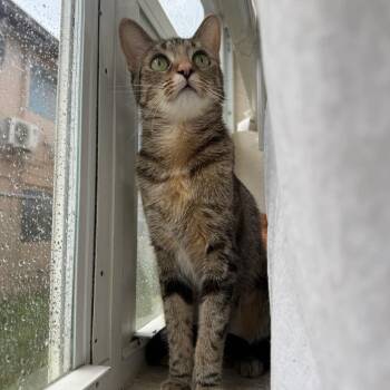 Miss Lilly - a Kitty whose parents are losing their home -  Domestic Short Hair Cat for Adoption in Boca Raton, Florida - Miss Lilly - A Kitty Whose Parents Are Losing Their Home | PetCurious