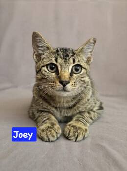 Joey -  Domestic Short Hair and Tabby Cat for Adoption in Yardley, Pennsylvania - Joey | PetCurious