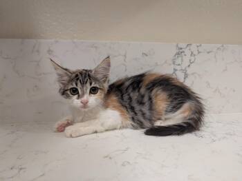Grand Haven (Haven) -  Domestic Medium Hair Cat for Adoption in Davis, California - Grand Haven (Haven) | PetCurious