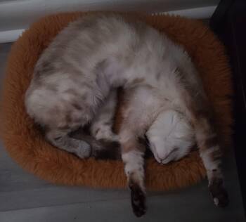 Siamese Cats Available for Adoption in Orlando, Florida - Lucille | PetCurious