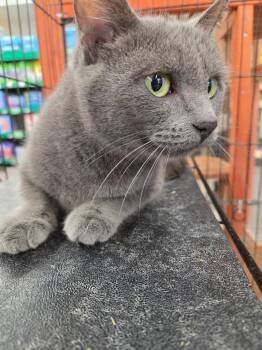 Domestic Short Hair Cats Available for Adoption in Town 