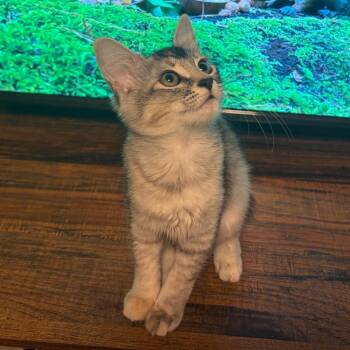 Samia -  Domestic Medium Hair Cat for Adoption - Samia | PetCurious