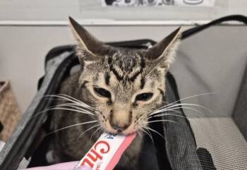 Dino -  Domestic Short Hair Cat for Adoption in New York, New York - Dino | PetCurious