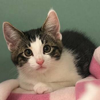 Domestic Short Hair Cats Available for Adoption in Pontiac, Michigan - Kumquat | PetCurious