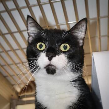 Rescue Domestic Short Hair Cats for Adoption in Briarcliff Manor, New York - Cap | PetCurious