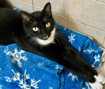 Domestic Short Hair Cats Available for Adoption in Jacksonville, Florida - Milo =^.^= | PetCurious