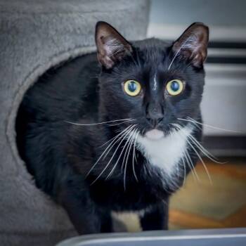 Charlie (shy) -  Tuxedo Cat for Adoption in Hanson, Massachusetts - Charlie (shy) | PetCurious