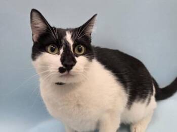 Dennis -  Domestic Short Hair Cat for Adoption in Woodbury, Minnesota - Dennis | PetCurious