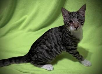 Rygun -  Domestic Short Hair Cat for Adoption in Tucson, Arizona - Rygun | PetCurious