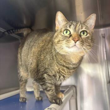 Domestic Short Hair Cats Available for Adoption in Springfield, Illinois - Amanda | PetCurious