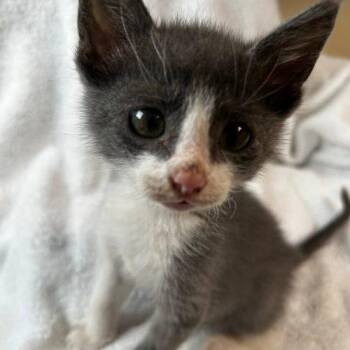 American Shorthair Cats Available for Adoption in Paulina, Louisiana - Nick | PetCurious