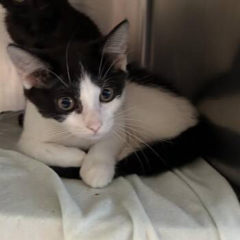Melody -  Domestic Medium Hair Cat for Adoption in Bristol, Indiana - Melody | PetCurious