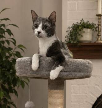 Laffy Taffy 1312 -  Domestic Short Hair Cat for Adoption in Dallas, Texas - Laffy Taffy 1312 | PetCurious