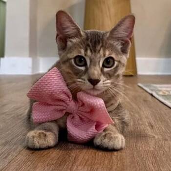 Stormy Lawless -  Tabby and Domestic Short Hair Cat for Adoption in Friendswood, Texas - Stormy Lawless | PetCurious