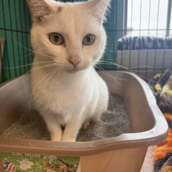 Zoboomafoo -  Domestic Short Hair Cat for Adoption in Brookings, South Dakota - Zoboomafoo | PetCurious