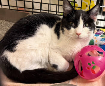 Rescue Domestic Short Hair Cats for Adoption in Baraboo, Wisconsin - Metilda | PetCurious