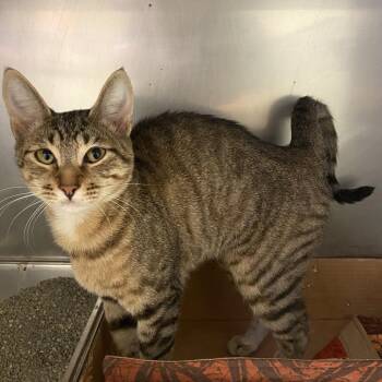 Sassy -  Domestic Short Hair Cat for Adoption in Monroe, Louisiana - Sassy | PetCurious