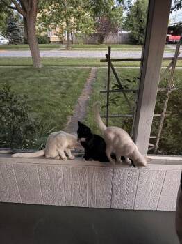 Astaire -  Domestic Short Hair Cat for Adoption in Auburn, Indiana - Astaire | PetCurious