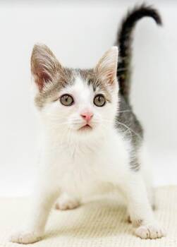 Brandon is a bouncy floof of fun -  Turkish Van and Tabby Cat for Adoption in Bedford Hills, New York - Brandon Is A Bouncy Floof Of Fun | PetCurious