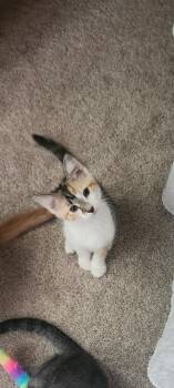 Lyric (5 July kittens 4) -  Domestic Short Hair Cat for Adoption in Lewis Center, Ohio - Lyric (5 July Kittens 4) | PetCurious