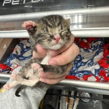 Eeeny -  Domestic Short Hair Cat for Adoption in Indianapolis, Indiana - Eeeny | PetCurious