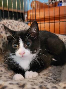 Rescue Domestic Short Hair Cats for Adoption in Berkeley Heights, New Jersey - Milo | PetCurious