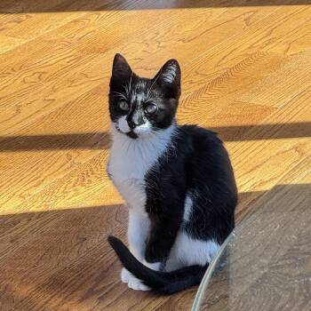 Tuxedo Cats Available for Adoption - Bourbon | PetCurious