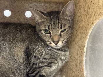 Rescue Domestic Short Hair Cats for Adoption in Houston, Texas - Lilly | PetCurious