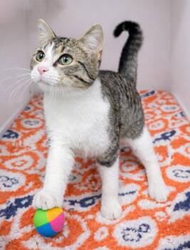 Domestic Short Hair and Tabby Cats Available for Adoption - Kitten Scallion | PetCurious