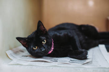 Rescue Domestic Short Hair Cats for Adoption in North Charleston, South Carolina - 89032a Sassafrass | PetCurious