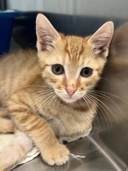 Bertrand -  Domestic Short Hair Cat for Adoption in Cottonwood, Arizona - Bertrand | PetCurious