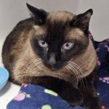Coda Cat -  Siamese Cat Available for Adoption in Green Valley, Arizona - Coda Cat | PetCurious