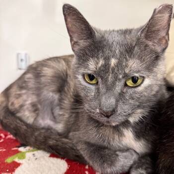 Rescue Domestic Short Hair Cats for Adoption in Wheeling, Illinois - Cleo | PetCurious