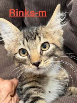 Rinks 26 -  Tabby and Domestic Short Hair Cat for Adoption in Brookhaven, Mississippi - Rinks 26 | PetCurious