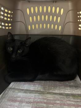 Rescue Domestic Short Hair Cats for Adoption in Honolulu, Hawaii - Milo | PetCurious