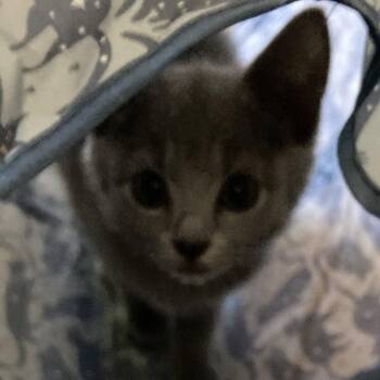 Domestic Short Hair Cats Available for Adoption in Candler, North Carolina - Blizzard | PetCurious