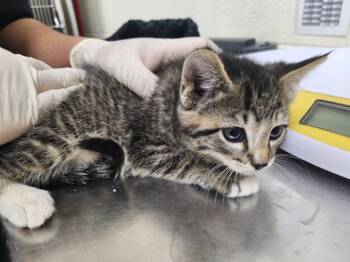 Domestic Short Hair Cats Available for Adoption in Santa Fe, New Mexico - AFFOGATO | PetCurious