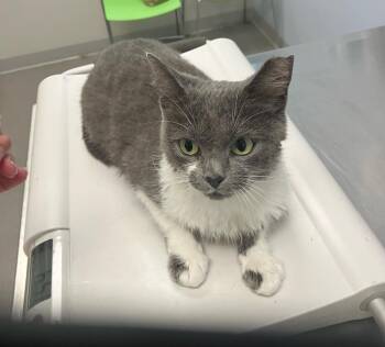 Shirley -  Domestic Short Hair Cat for Adoption in Alafaya, Florida - Shirley | PetCurious