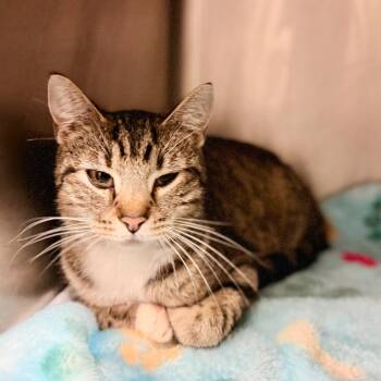 Domestic Short Hair Cats Available for Adoption in Evensville, Tennessee - Kiley | PetCurious