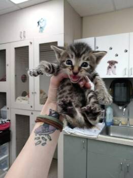 Domestic Short Hair Cats Available for Adoption in Palm Coast, Florida - Tenya | PetCurious