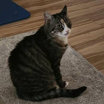 Liora -  Domestic Short Hair Cat for Adoption in San Tan Valley, Arizona - Liora | PetCurious