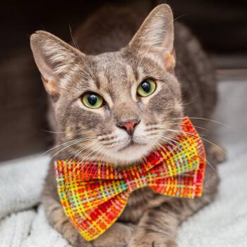 Sir Earl Grey -  Domestic Short Hair Cat for Adoption in Hattiesburg, Mississippi - Sir Earl Grey | PetCurious