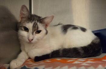 Domestic Short Hair Cats Available for Adoption in Ocala, Florida - Jasmine | PetCurious